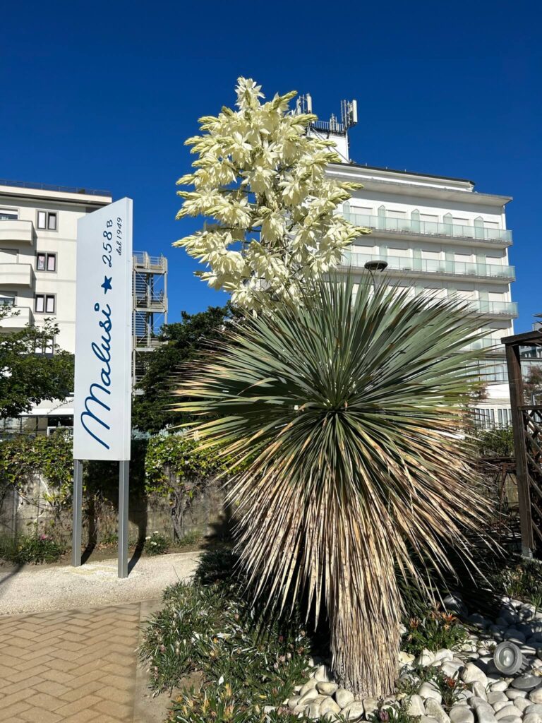 Palme seconda entrata